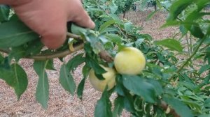 слива Голден Джапан