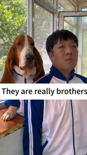 Какие хозяевах такие собаки