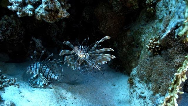 Природа смотреть онлайн