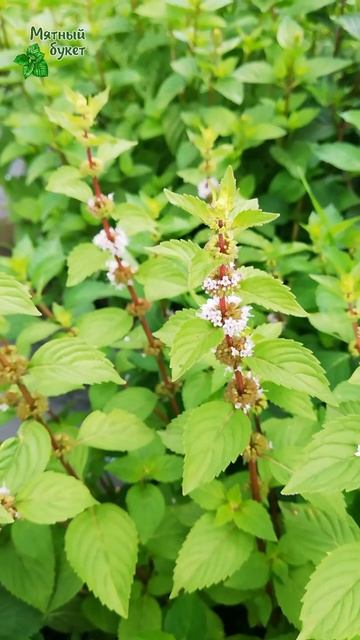Мята Имбирная пестролистная. Август 2025г