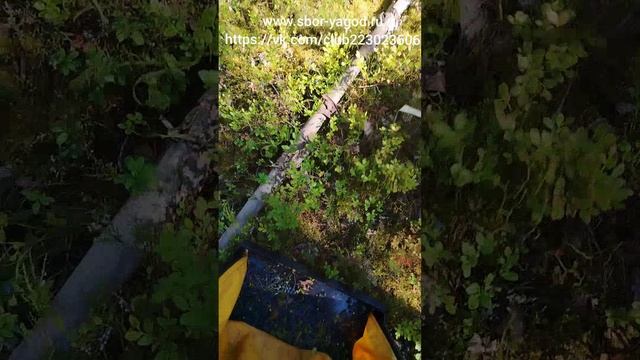 Сбор черники граблями 25 см шириной. Пояснения. 2025 г. смотреть онлайн