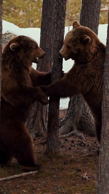 shorts видео не моё shorts