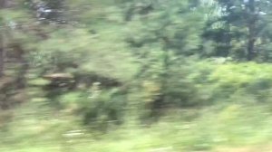 Мопеды сериал | Серия 1196