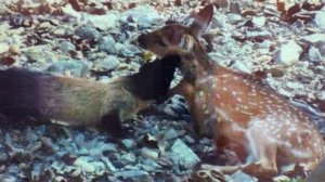 Куница — Маленький МОНСТР, который не щадит даже ОЛЕНЕЙ!