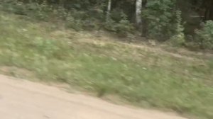 Мопеды сериал | Серия 1249