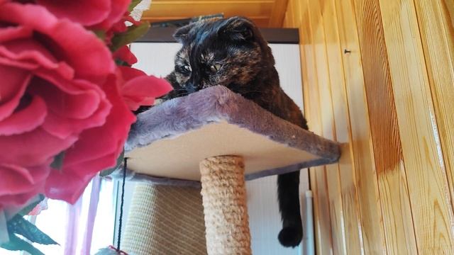 цветочки мои🌺🌺🌺🥰 смотреть онлайн