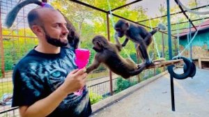 Маня самая умная обезьянка, она даже прониклась к Денису в надежде забрать мыльные пузыри)))