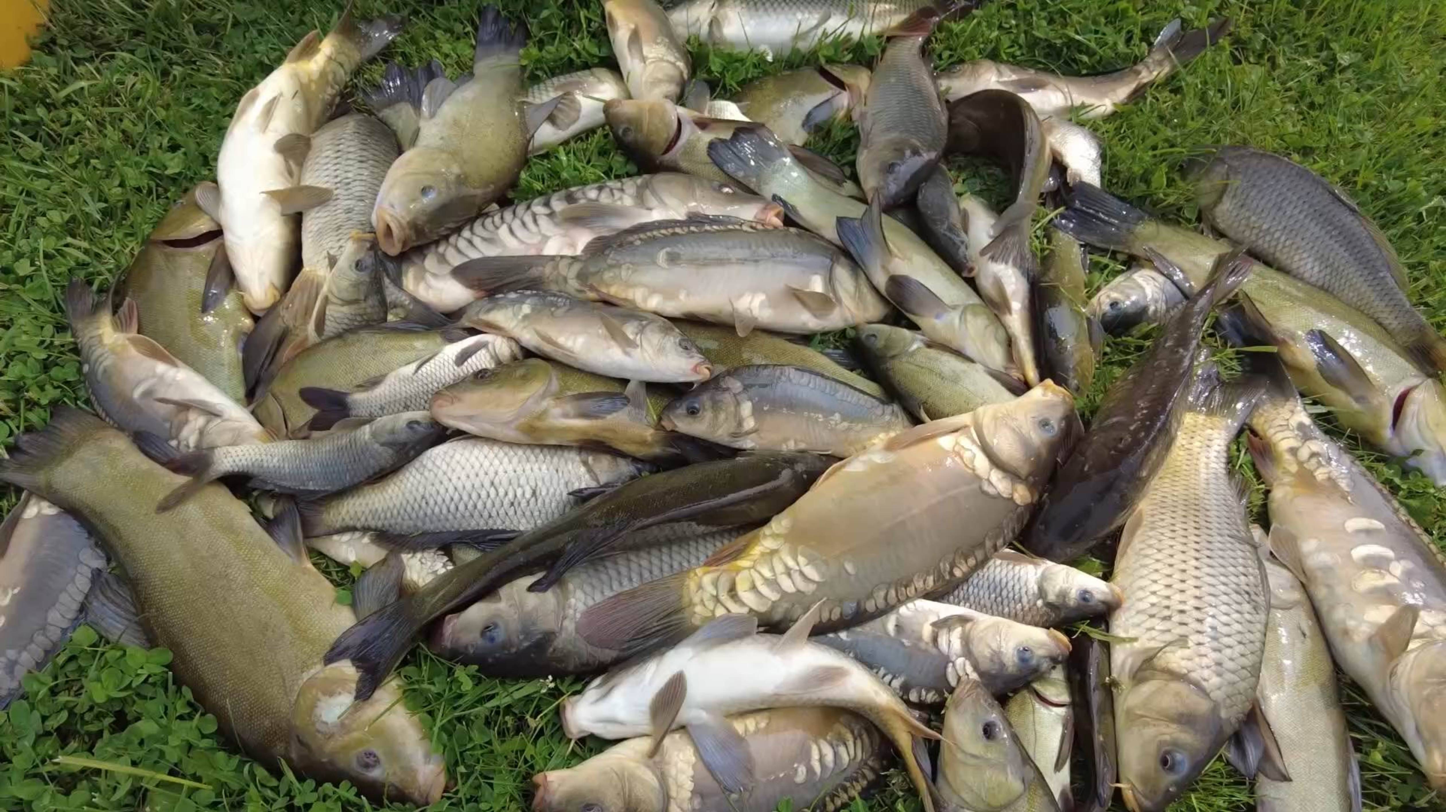 Удивительное рыбоводство: Домашний пруд, раки, экзотика и зарыбление | Радио России