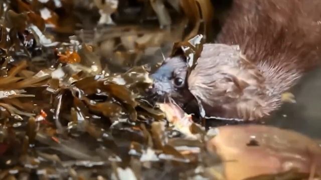 Норка — бесстрашная, хитрая и ОЧЕНЬ агрессивная! С этим зверьком шутки плохи! смотреть онлайн