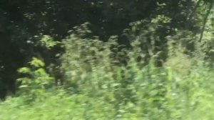 Мопеды сериал | Серия 1189