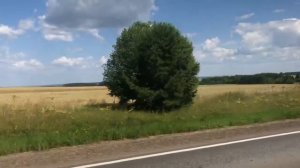 Мопеды сериал | Серия 1268