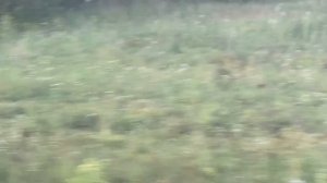 Мопеды сериал | Серия 1181