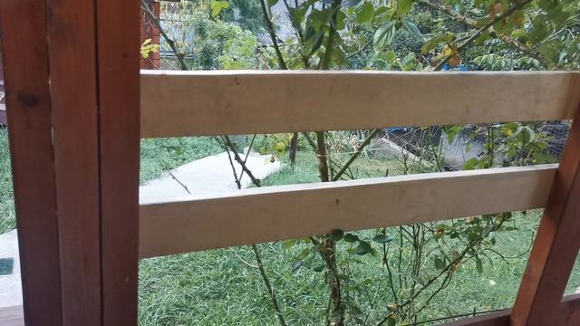 СОЧИ ГОРНОЕ ЛОО УТРО 05.08.2025 смотреть онлайн