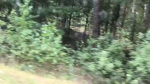 Мопеды сериал | Серия 1198