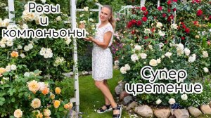 Розы и компаньоны. Супер цветение