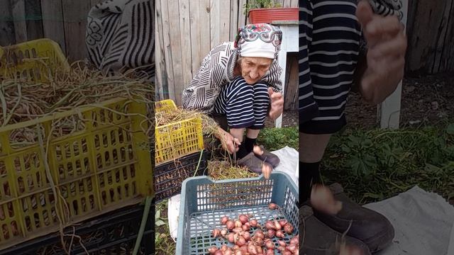 Обрезка семейного лука.комментарии смотреть онлайн