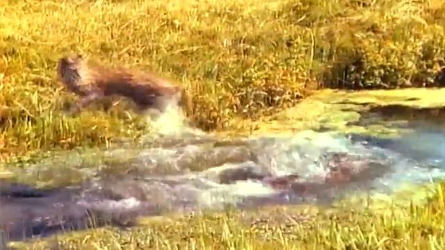 Этот ГРЫЗУН даст отпор даже Пуме и Медведю! Бобр — трудолюбивый хозяин прудов! смотреть онлайн