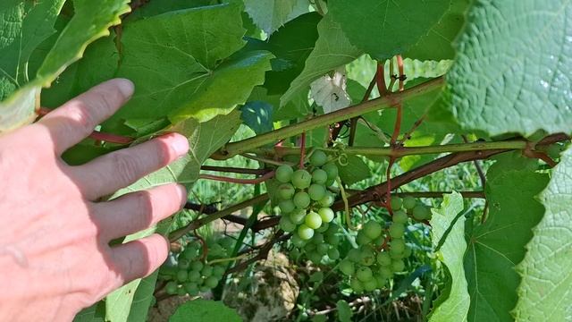 Виноград растёт и в Подмосковье