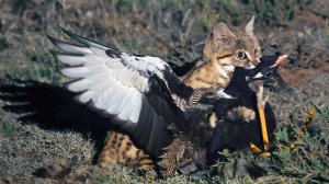 Её НЕВОЗМОЖНО увидеть! Черноногая Кошка – Самый Смертоносный ХИЩНИК саванны!