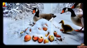 Яблоки На Снегу 🍎❄️ С НОВЫМ Куплетом И Припевом | Танцевальный Шансон