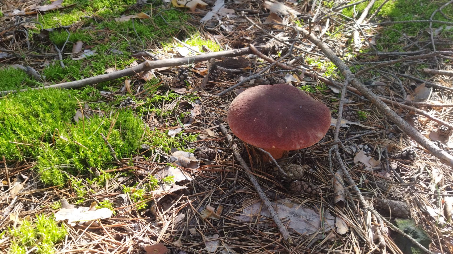 СОБИРАЕМ ГРИБЫ. БОРОВИКИ смотреть онлайн