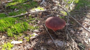 СОБИРАЕМ ГРИБЫ. БОРОВИКИ