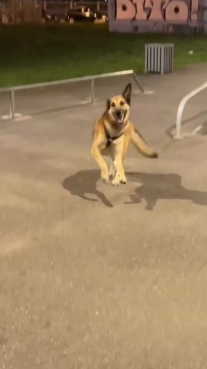 Эта собачка культурнее людей