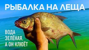РЫБАЛКА НА ЛЕЩА! ЗЕЛЕНАЯ ВОДА, А ОН КЛЮЕТ!