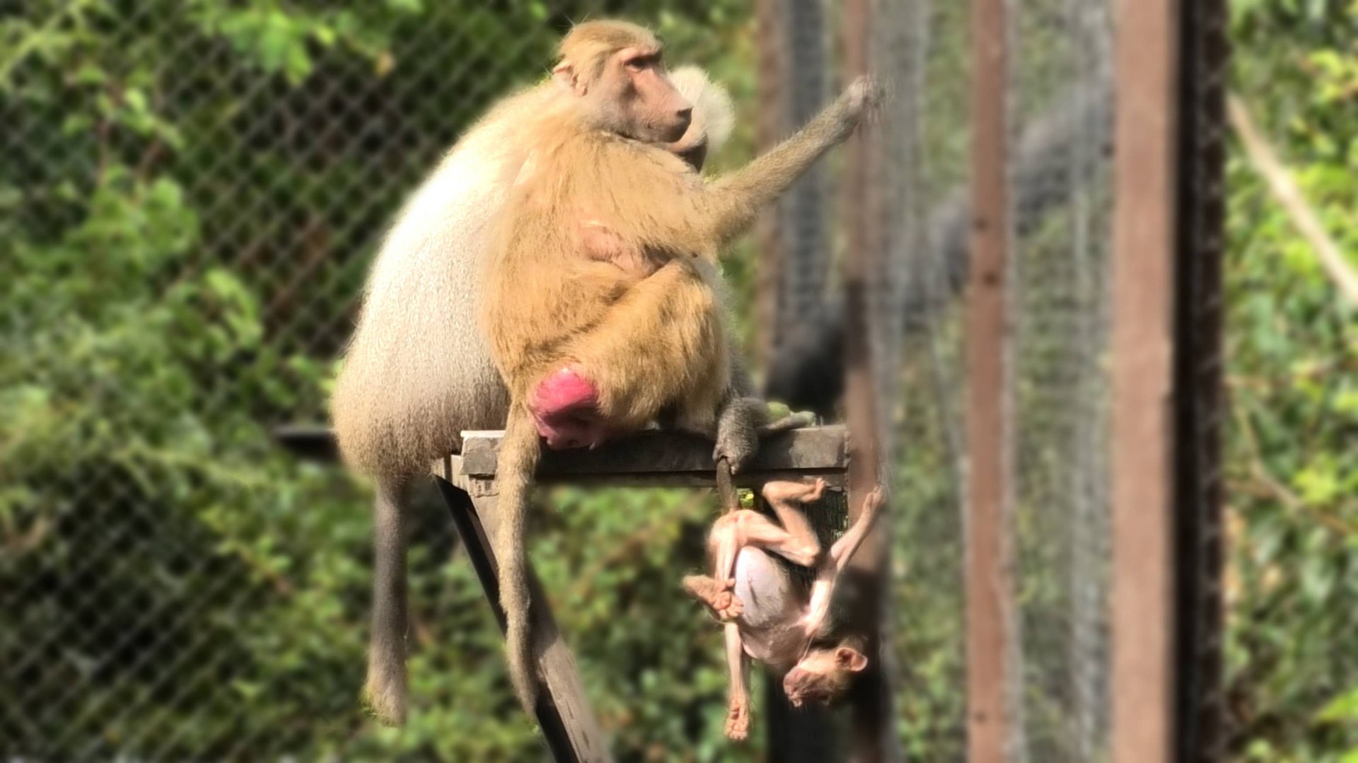 Вожак не справился с кабачком! Что не поделили Педро и Усатый Нянь? В дом2 всегда что-то происходит! смотреть онлайн