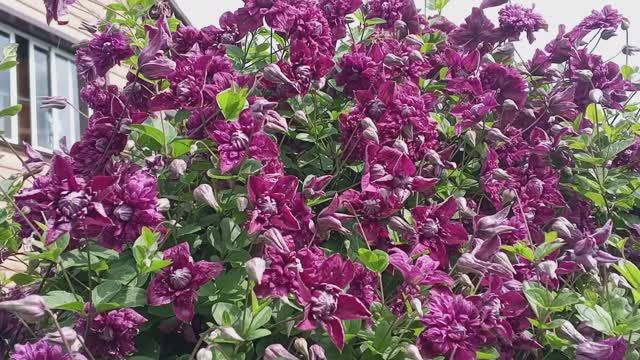 Каждый сможет вырастить этот клематис смотреть онлайн