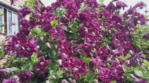 Каждый сможет вырастить этот клематис