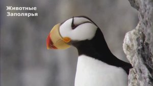 Животные заполярья. #документальный фильм