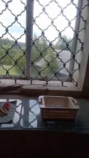 Птица была спасена от смерти