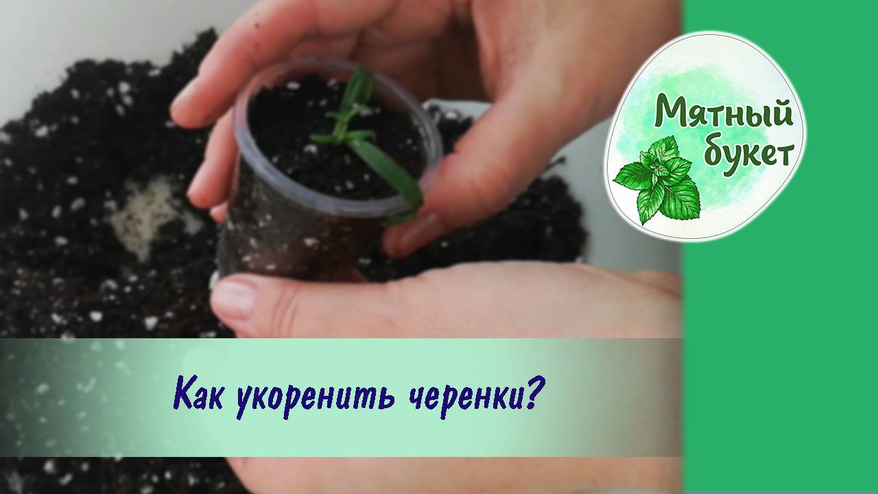 Как укоренить черенки?