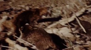 Гоняет Койотов, ест Кроликов и кидается на Медведей! Енот – бесстрашный разбойник!