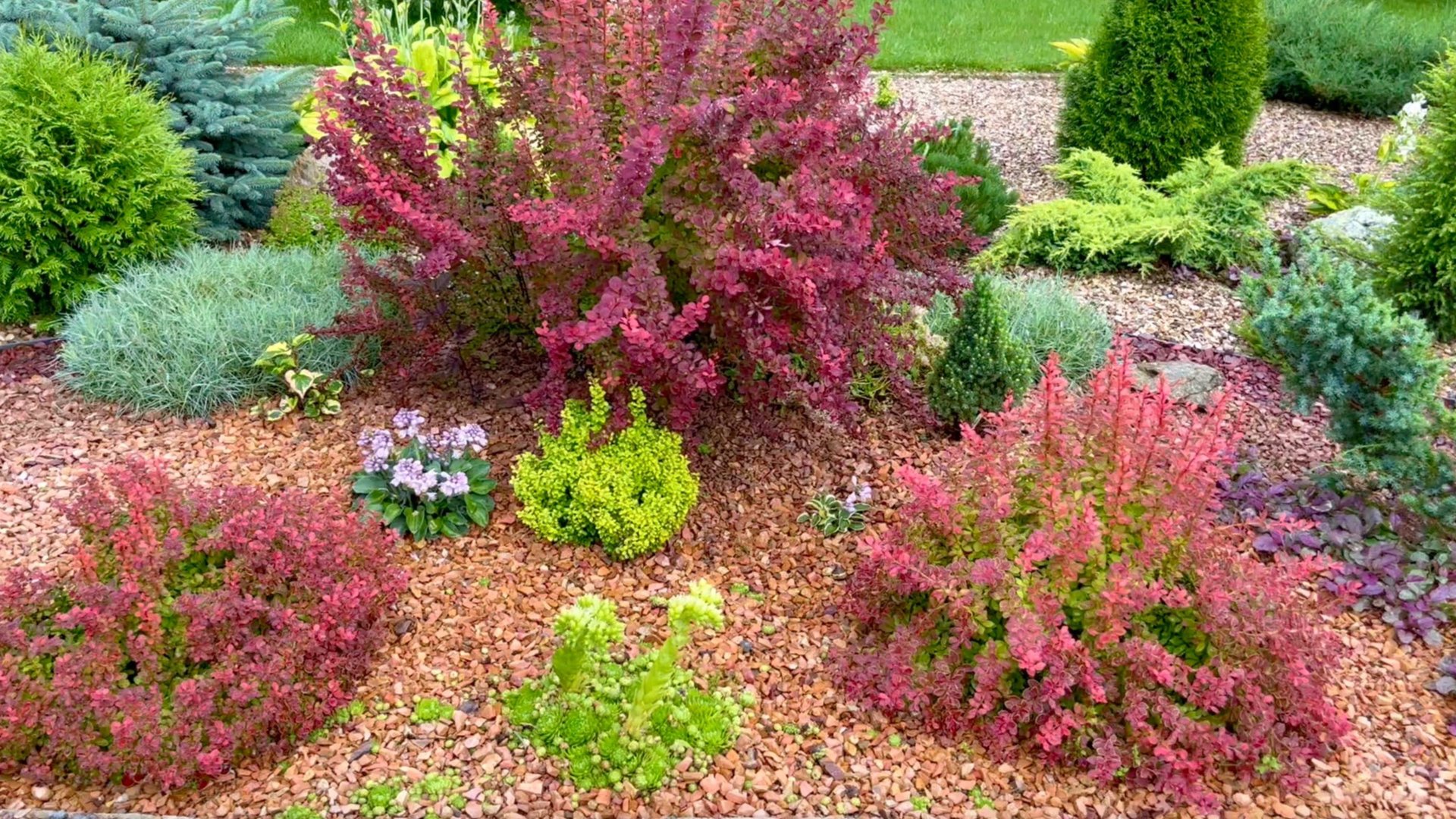 Цвет в многолетнем саду. Как добавить цвета клумбам. смотреть онлайн