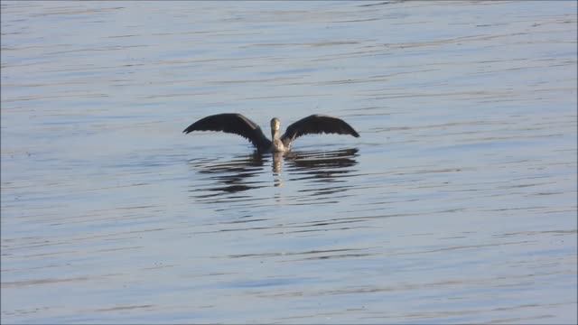 Баклан, наблюдение птиц в Великом Новгороде, 5 августа 2025 смотреть онлайн