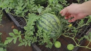 Выращивание арбузов в пластиковых ящиках