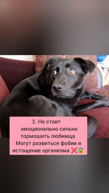 Наши пушистые друзья