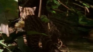 Оцелот – умелый Охотник на ЗМЕЙ и Ящеров! Настоящий Кот-невидимка!