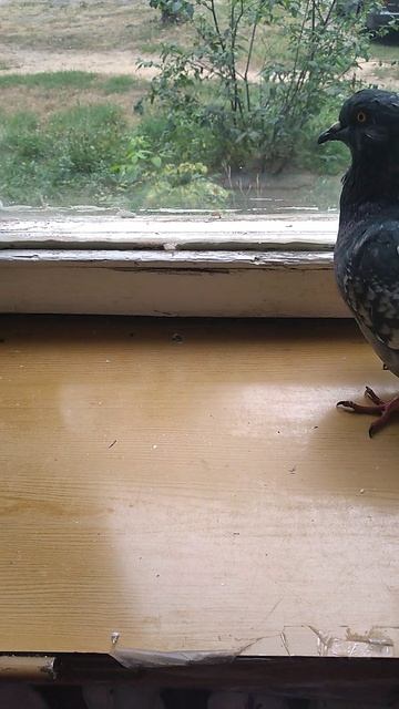 ГОЛУБИ ЗАХВАТЫВАЮТ МОЁ ЖИЛЬЁ🤣 смотреть онлайн