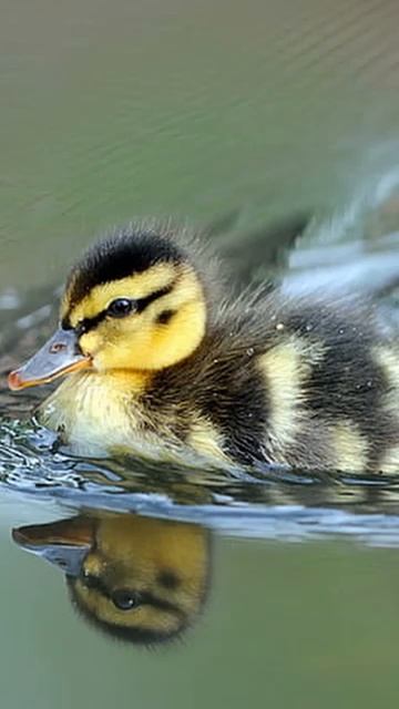 Птицы это динозавры смотреть онлайн