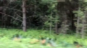 Мопеды сериал | Серия 1294