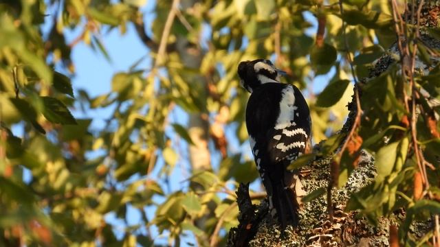 Большой Пёстрый Дятел, наблюдение птиц в Великом Новгороде, 5 августа 2025 смотреть онлайн