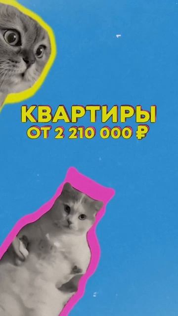 Развитая инфраструктура в ЖК Новое Голубево #калининград #домпродажа #новостройки #кот #мем #ипотека