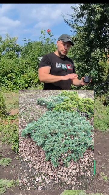 Можжевельник Блю Даньюб смотреть онлайн