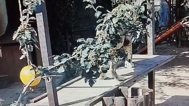 Лежебока Шерхан учился играть в волейбол и немного 