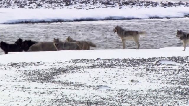 Эти Волки ИЗМЕНИЛИ течение РЕК! Невероятный эксперимент по возвращению хищников!