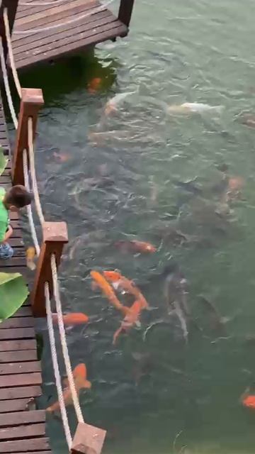 кормим золотых рыбок Турция