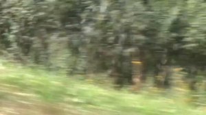 Мопеды сериал | Серия 1247